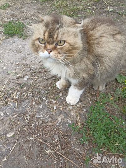 Шотландцы кот