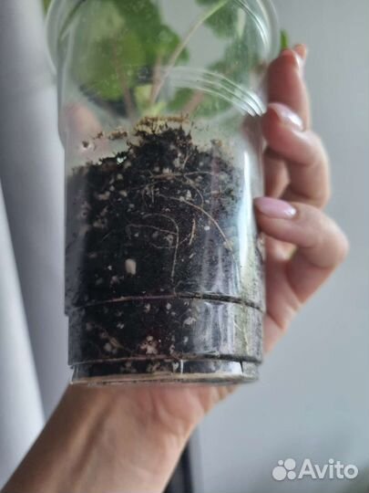 Пеларгония герань Леона Галактика