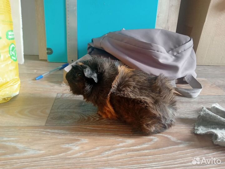 Мальчик морская свинка вязка