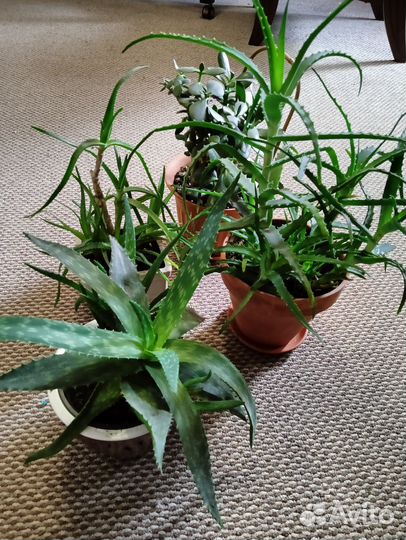 Освобождаю подоконник. Цветы