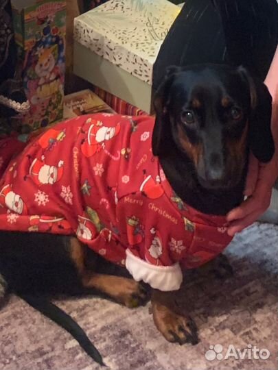 Такса вязка девочка