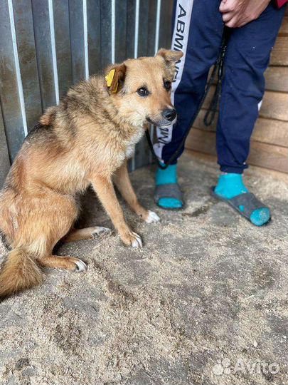 Собака в добрые руки