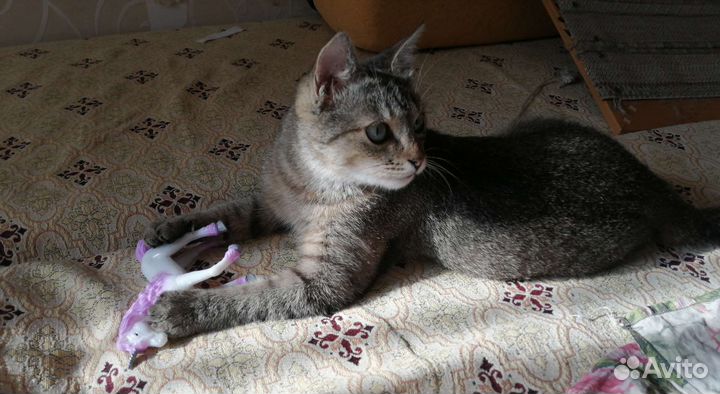 Ласкуша Боня, стерилизована