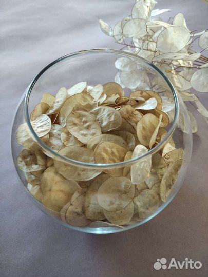 Сухоцвет лунник