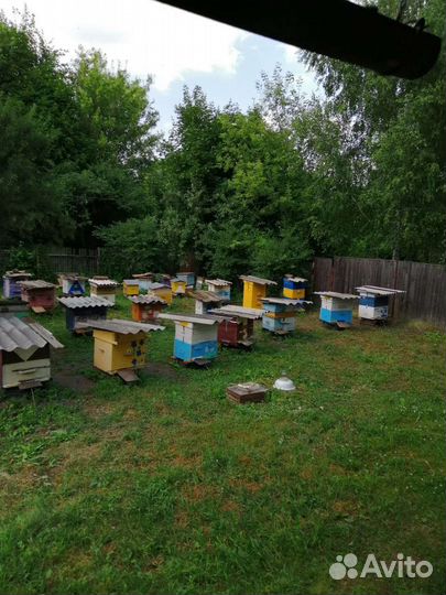 Мед цветочный