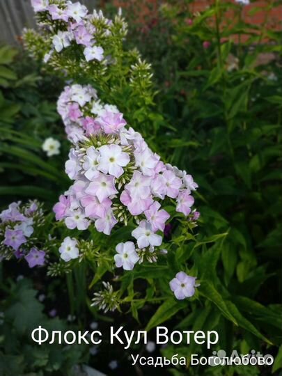 Сортовые флоксы, флокс Гений