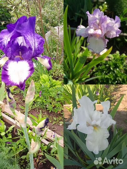 Ирис бородатый, астильба, птицемлечник