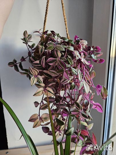 Традесканции