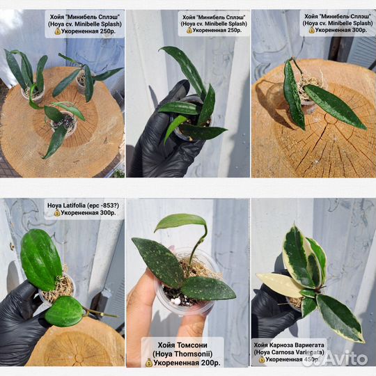 Хойи разные сорта