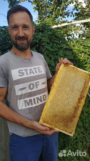Сотовый мёд и мед 2023