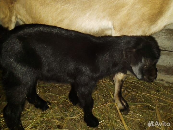 Козлик нубийский 50%, зааненский 25%