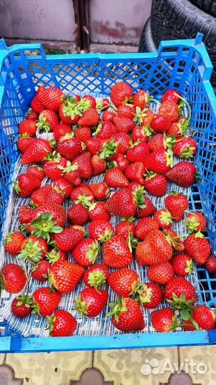 Ягода клубники