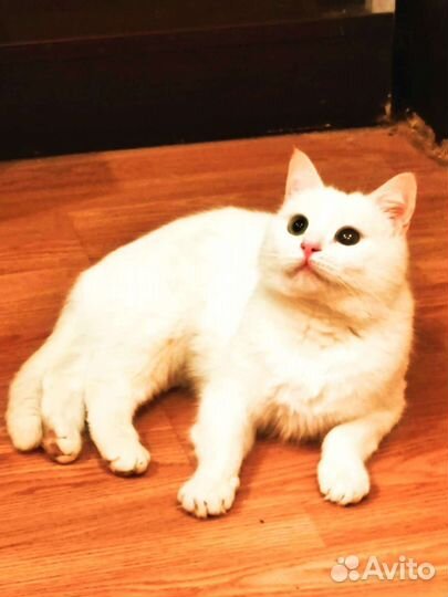 Кошечка ищет дом