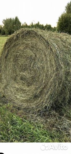 Продам сено в рулонах