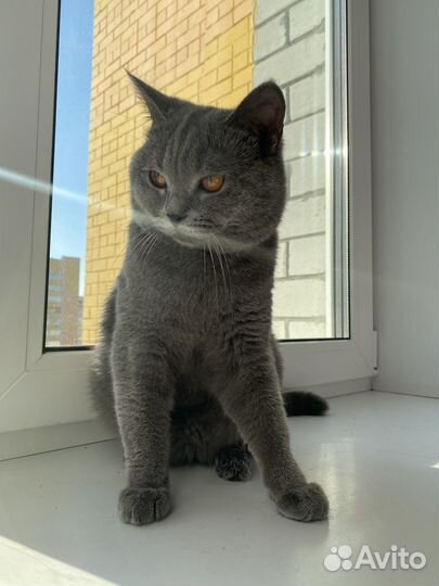 Шотландский кот вязка