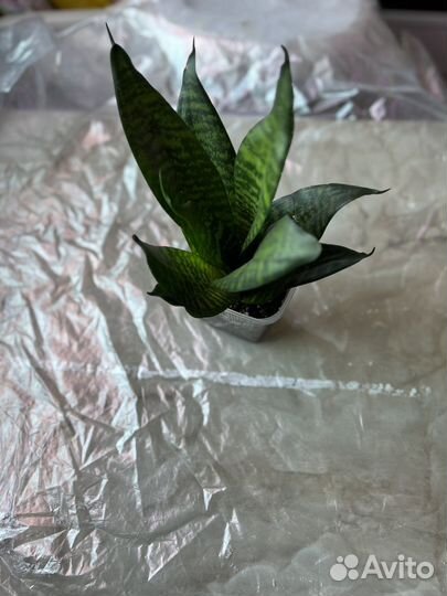 Сансевиерия тещин язык