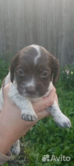 Русский спаниель