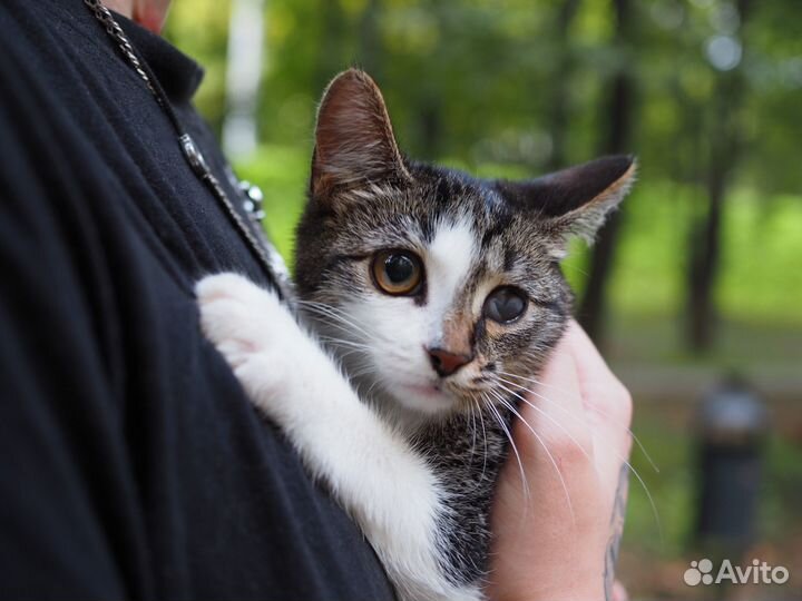 Котенок девочка