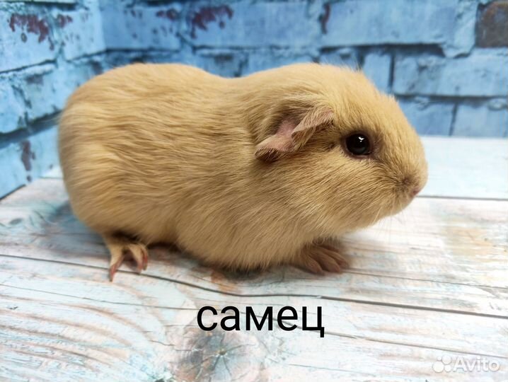 Морские свинки (самцы)