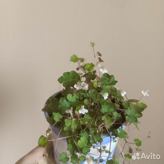 Цимбалария постенная