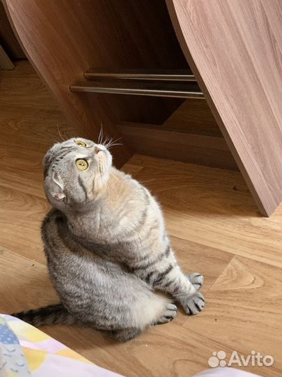 Шотландская вислоухая кошка бесплатно