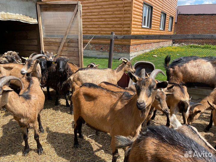 Продам коз