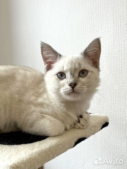 Котенок мальчик ищет дом