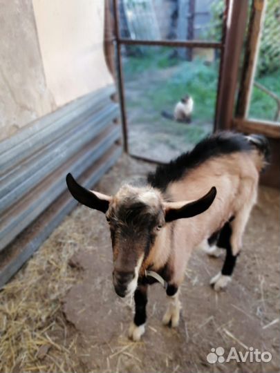 Альпийский козлик