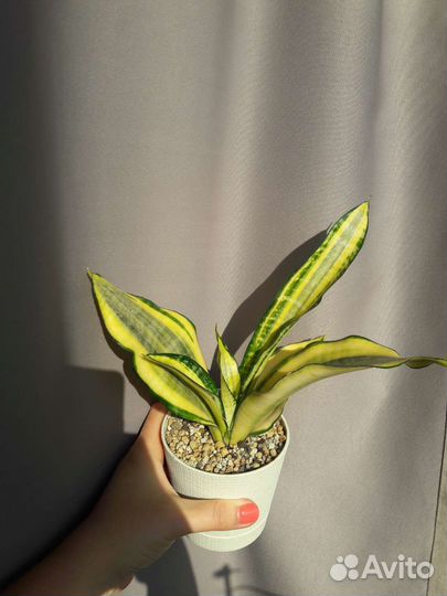 Сансевиерия асахи