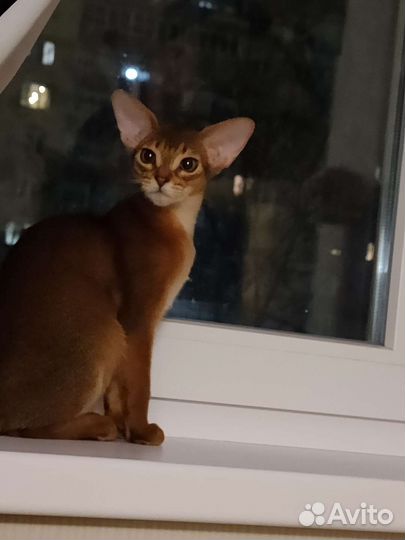 Абиссинские котята