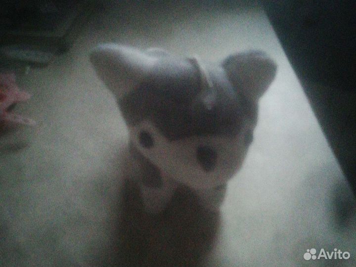 Собачка на стекло + карты навигации за сим вол пла