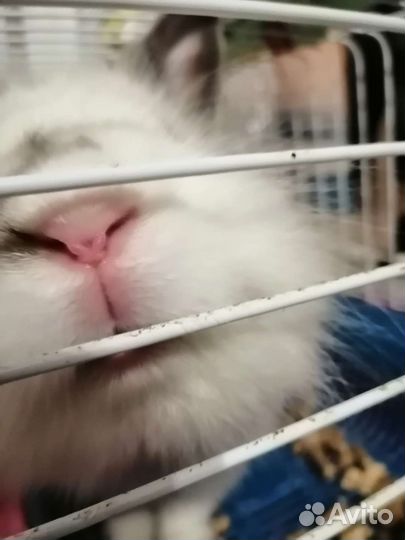 Декоративные кролики