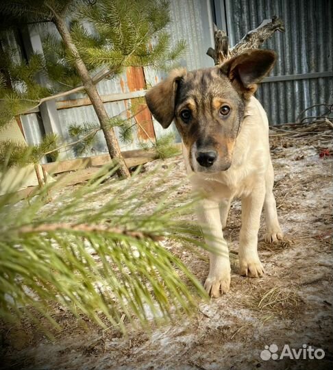 Пристраивается в самые добрые руки