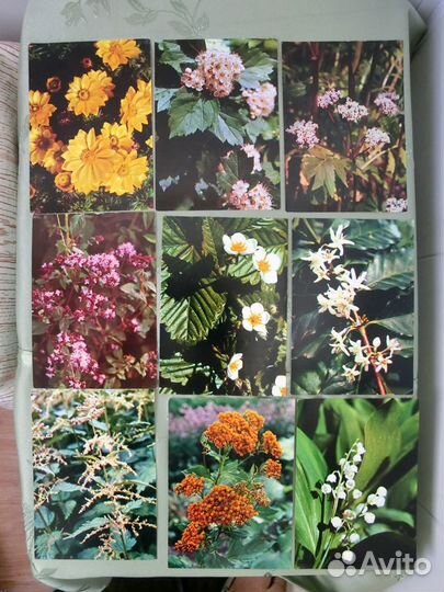 Лекарственные растения. Набор открыток