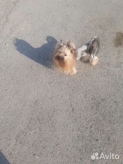 Мальчишка для девочек