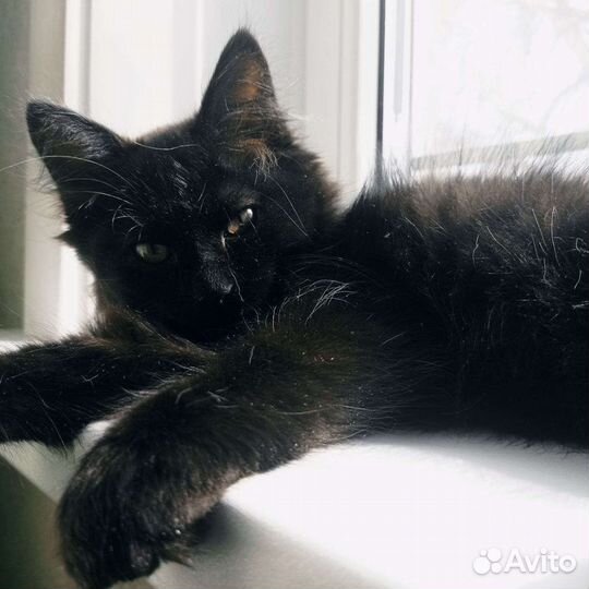 Метис котенок