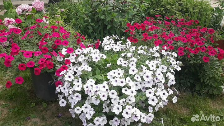 Петуния тайдал