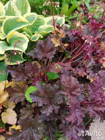 Лилейники, ивасильки, гейхеры