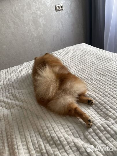 Немецкий шпиц