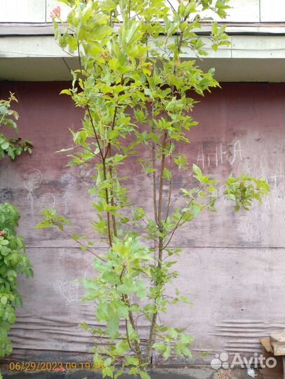 Клен татарский