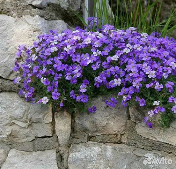 Обриета рассада