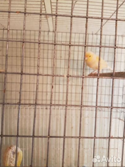 Певчие птицы