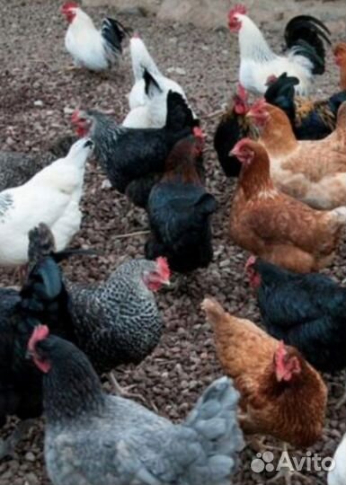 Инкубационное яйцо