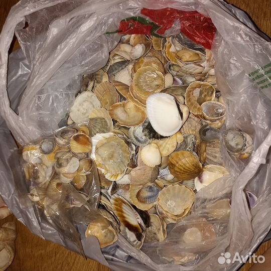 Морские ракушки раковины