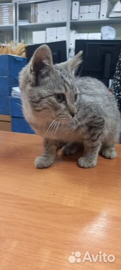 Помогите котику