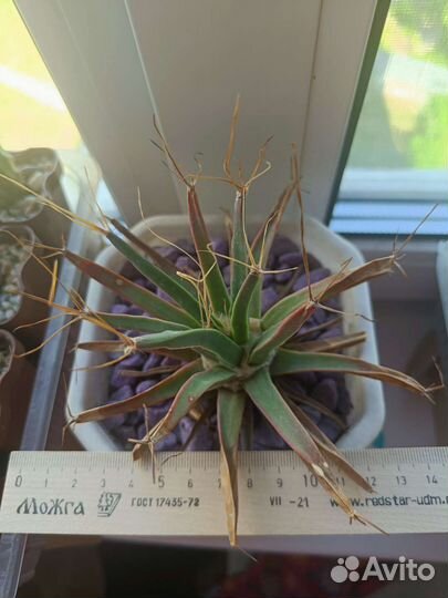 Leuchtenbergia principis