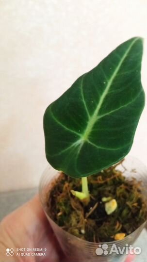 Алоказия Блек Вельвет детки
