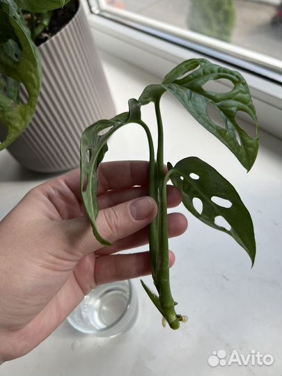 Монстера адансона