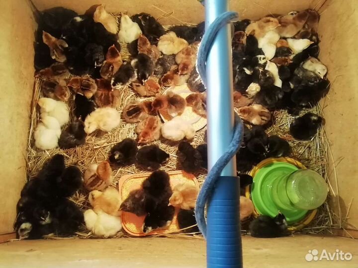 Инкубационное яйцо куриное