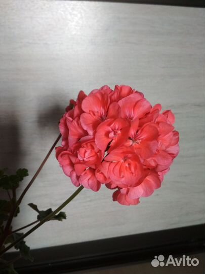 Пеларгония герань розебудная